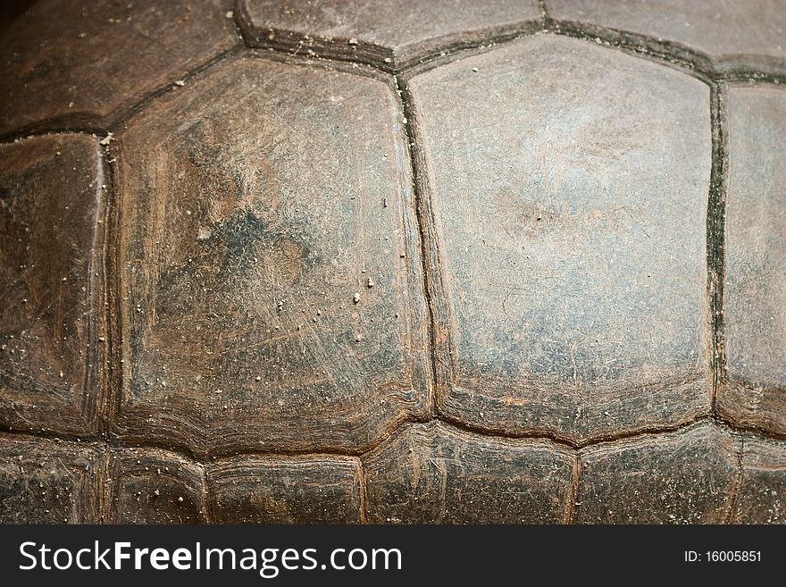 Turtle texture close up background