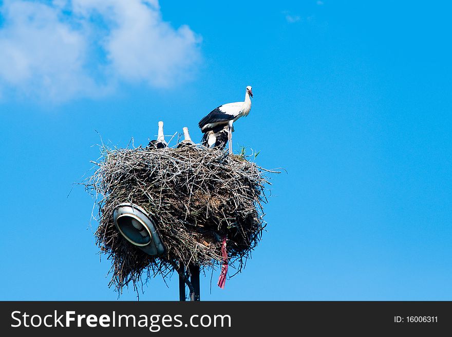 Stork Family In Straw Nest