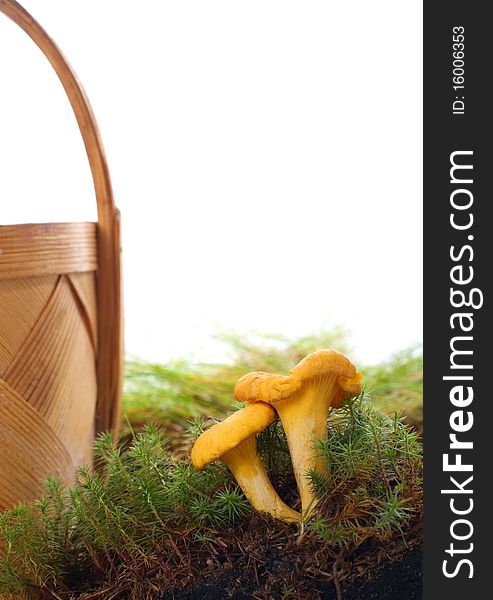 Chanterelles in moss with basket on the white background. Chanterelles in moss with basket on the white background