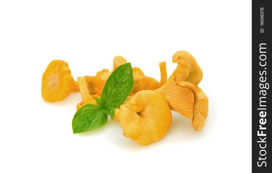 Some chanterelles with basil on white background