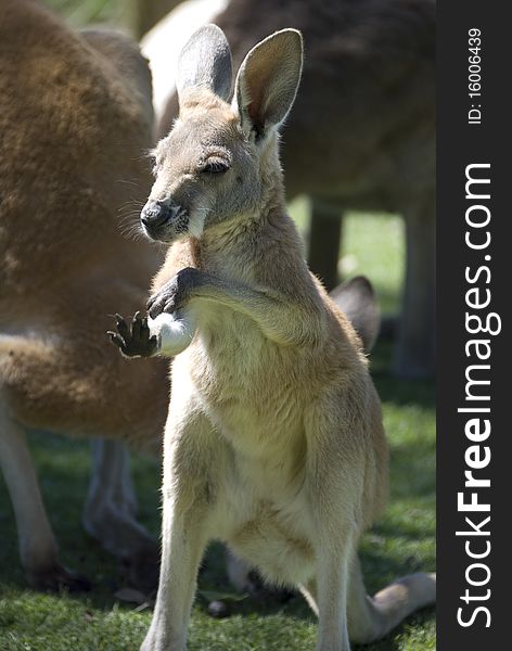 Baby Kangaroo (Joey) on grass. Baby Kangaroo (Joey) on grass.