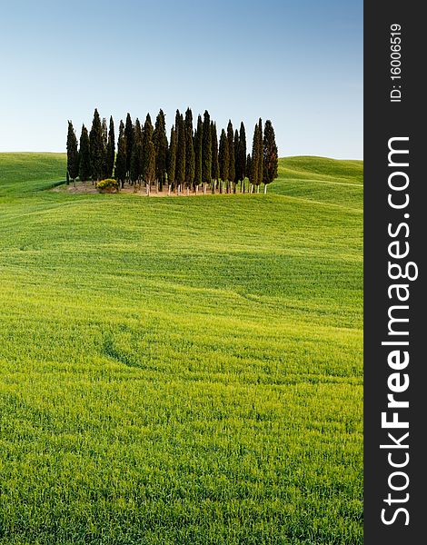 Group of cypresses in spring near San Quirico dÂ´Orcia, Tuscany, Italy. Group of cypresses in spring near San Quirico dÂ´Orcia, Tuscany, Italy