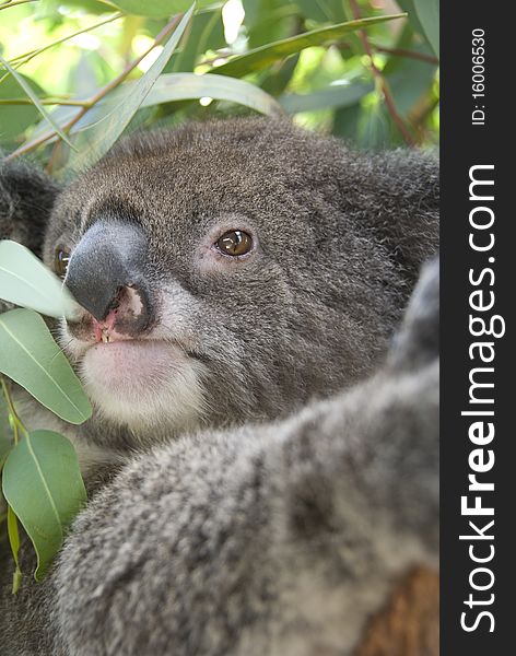 Koala in a Eucalypt Tree