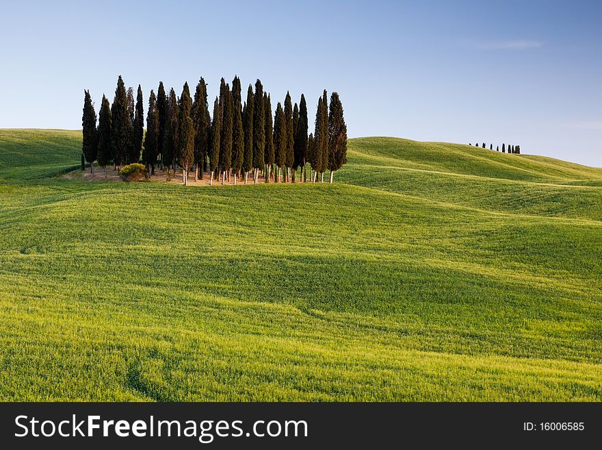 Group of cypresses in spring near San Quirico dÂ´Orcia, Tuscany, Italy. Group of cypresses in spring near San Quirico dÂ´Orcia, Tuscany, Italy