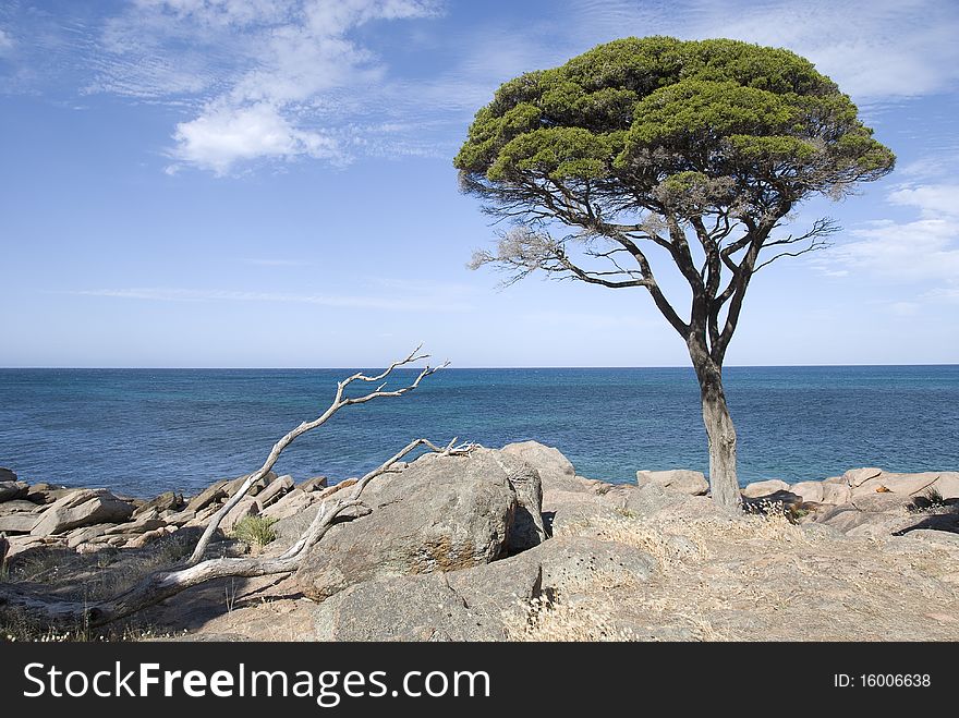 Lone tree on the peninsula, rocky ground near the ocean, grey rocks, blue sky