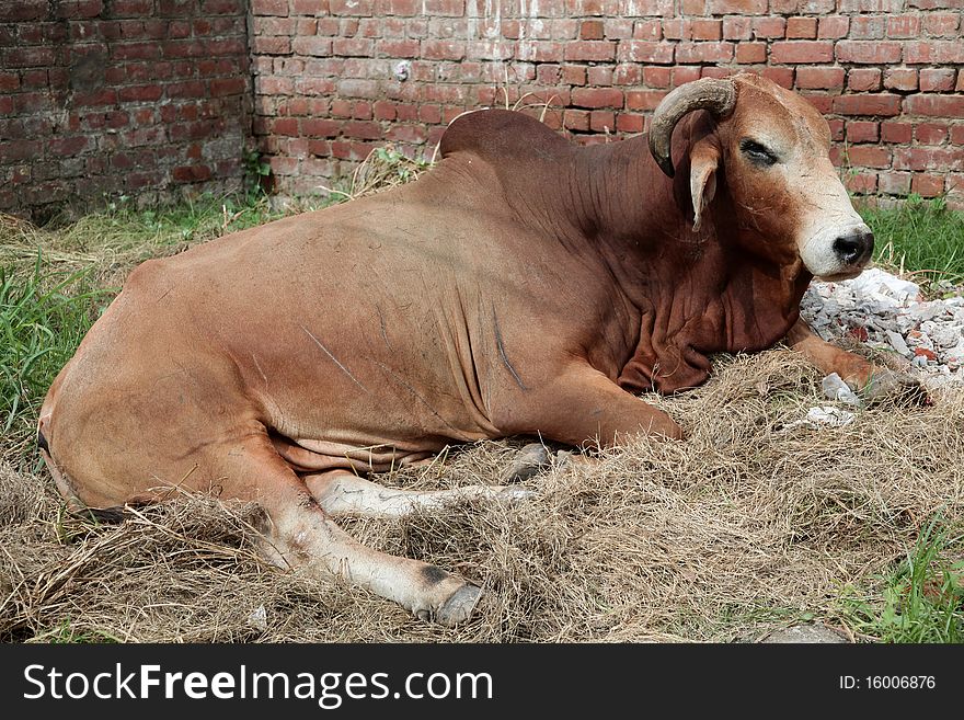 Indian bull resting in sunny day.