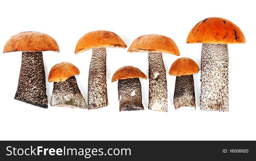 Timber fresh mushrooms insulated on white background