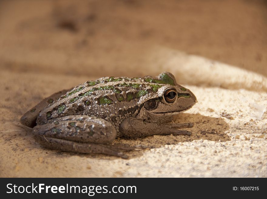 Brown frog with vibrant green markings. Brown frog with vibrant green markings