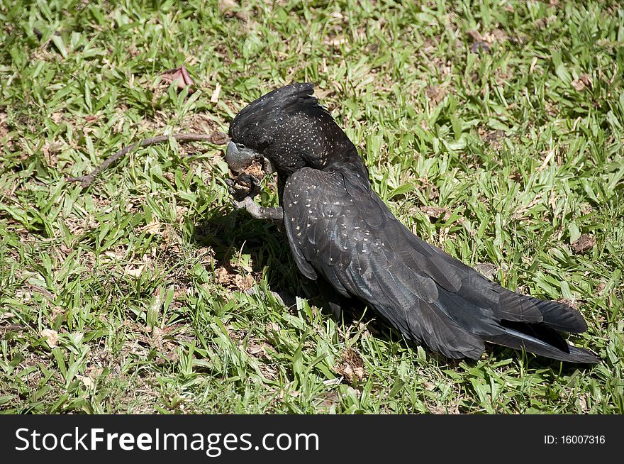 Black Cockatoo eating a seed on grass