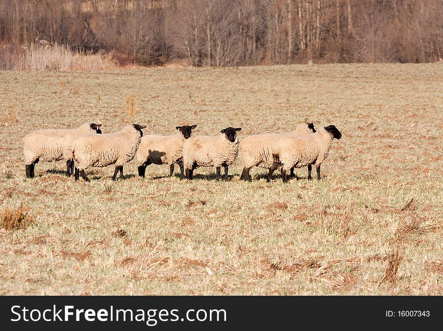 Flock of black head sheep on winter grazing field. Flock of black head sheep on winter grazing field