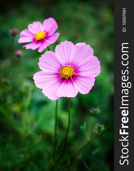 Decorative flowers on green grass background. Focus on front flower.
