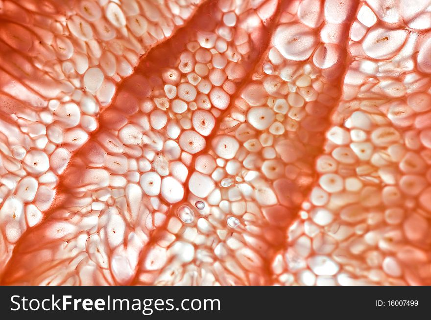 Grapefruit background. Macro studio shot.