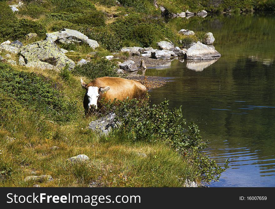 Cow pasture near the mountain lake. Cow pasture near the mountain lake