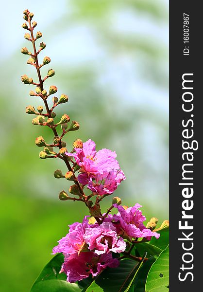 Flower and buds