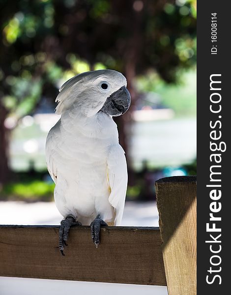 Beautiful white parrot on a park bench