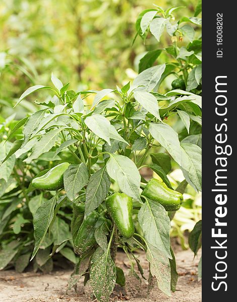 Cultivation of pepper on the bed/the vegetable-growing