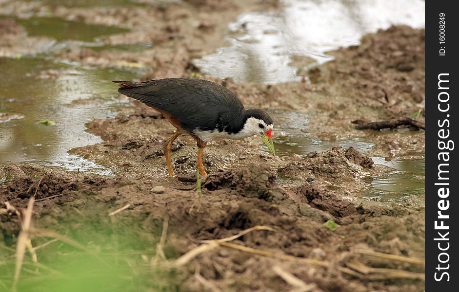 White-breasted Waterhen