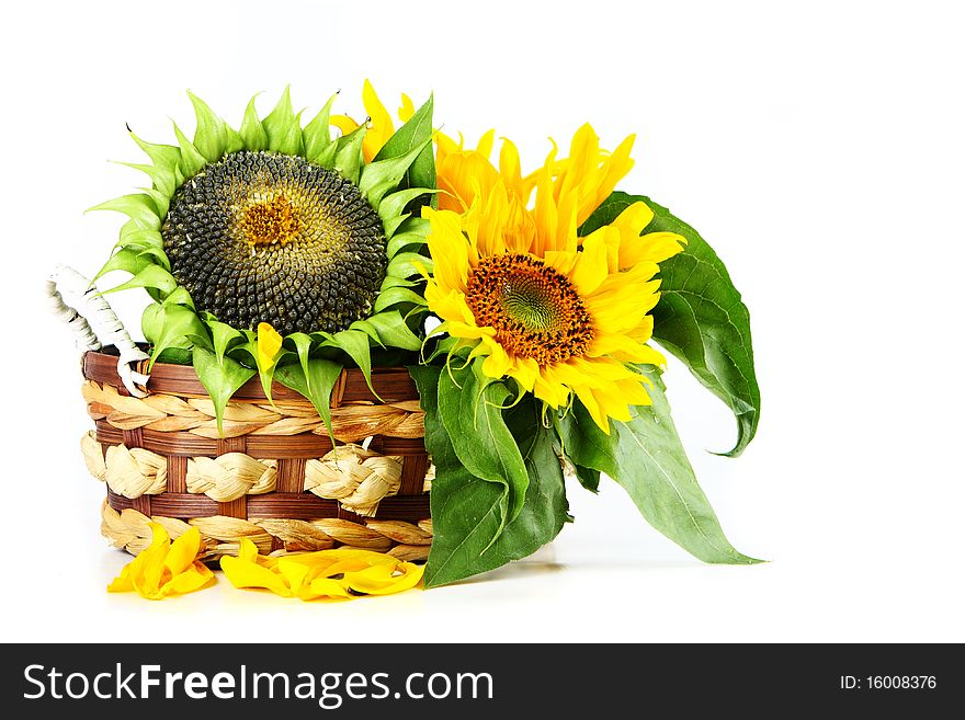 Sunflower with green leaves . Isolated over white background