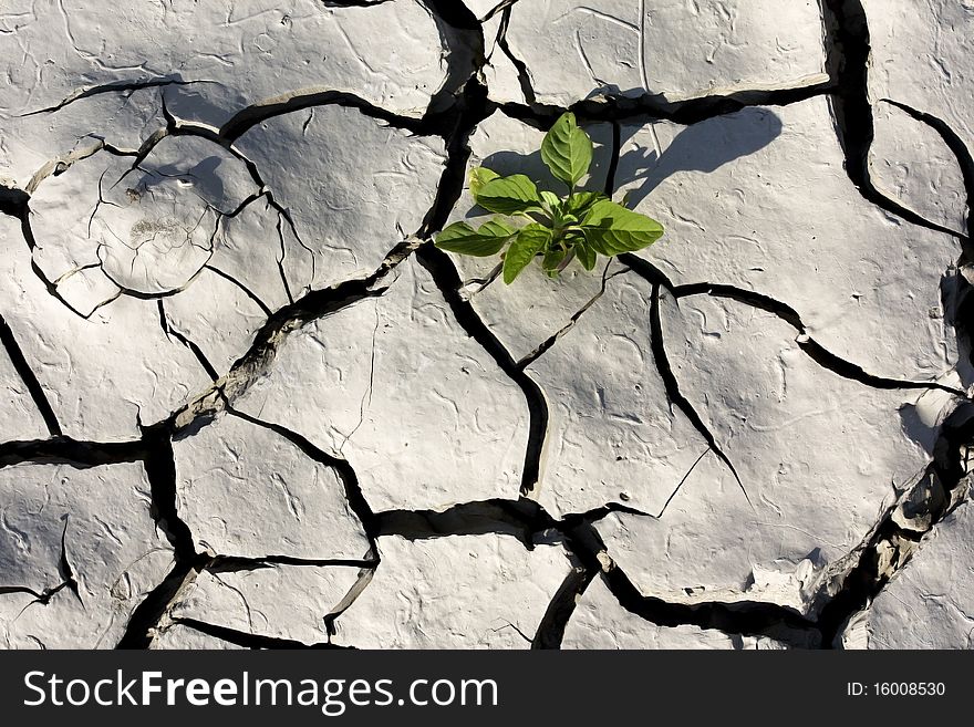 View of a land cracked due to the dryness with a surviving plant. View of a land cracked due to the dryness with a surviving plant