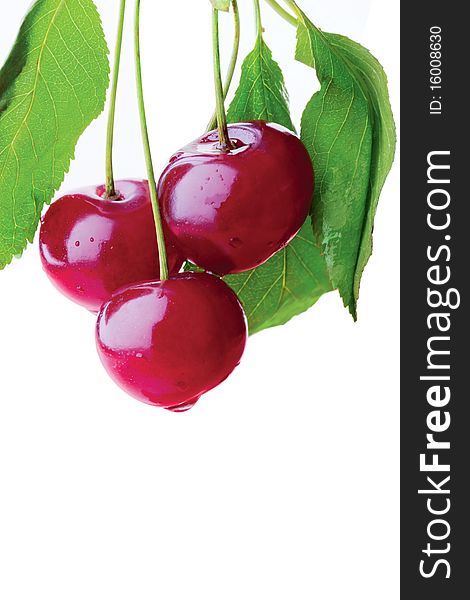 Bunch of cherries on a branch. Bunch of cherries on a branch