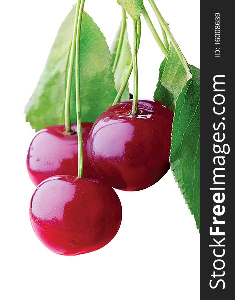 Bunch of cherries on a branch. Bunch of cherries on a branch