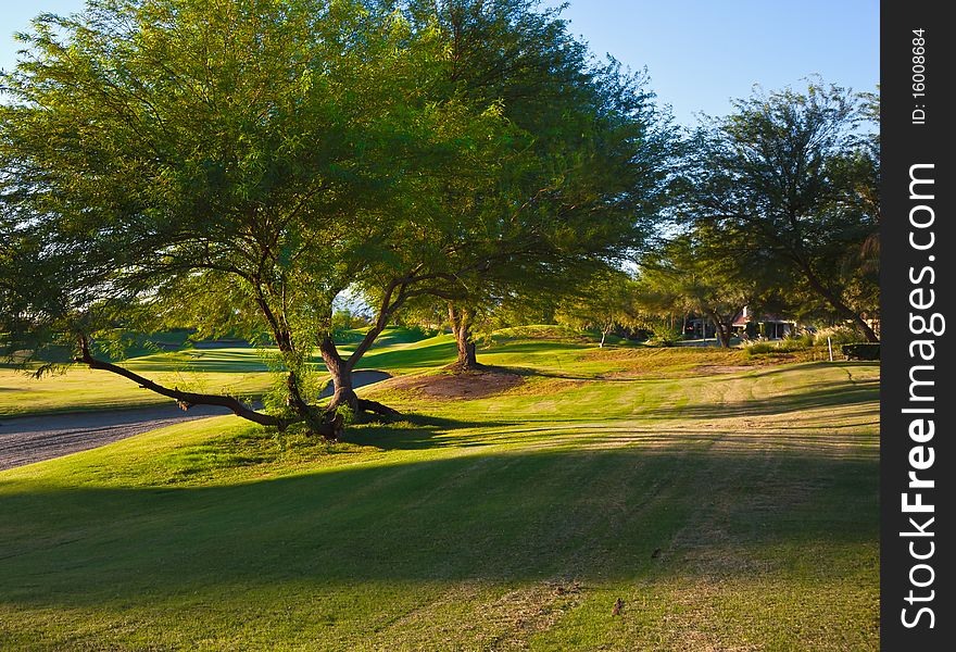 Mesquite trees grace the Gary Player Signature Golf Course at Mission Hills, Rancho Mirage, CA. Mesquite trees grace the Gary Player Signature Golf Course at Mission Hills, Rancho Mirage, CA