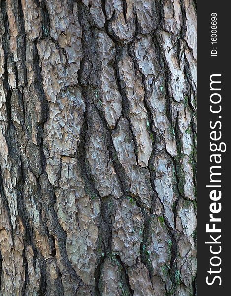 Tree bark pattern