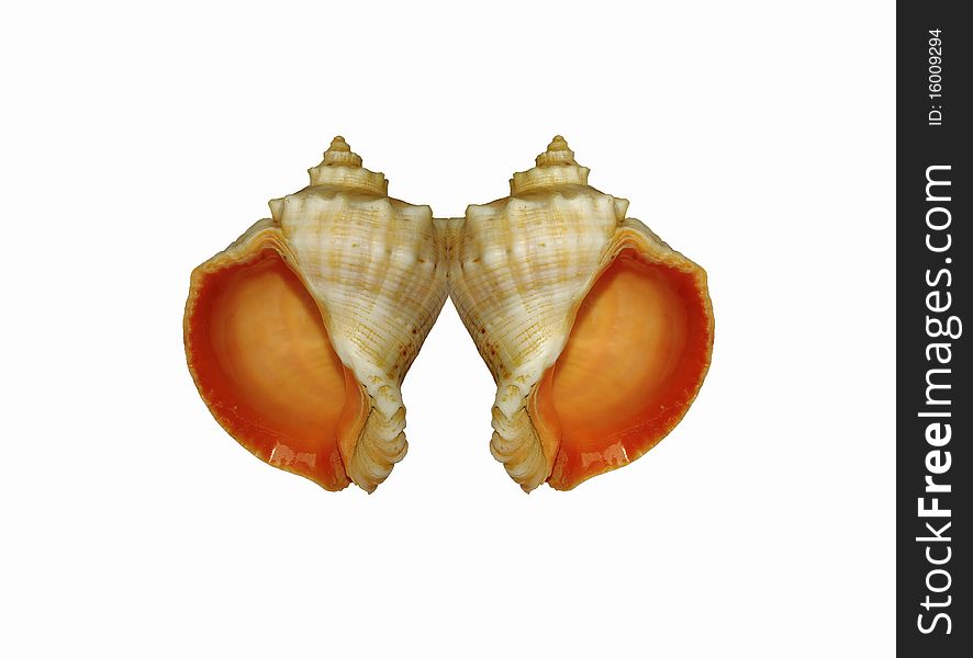 Two seashells