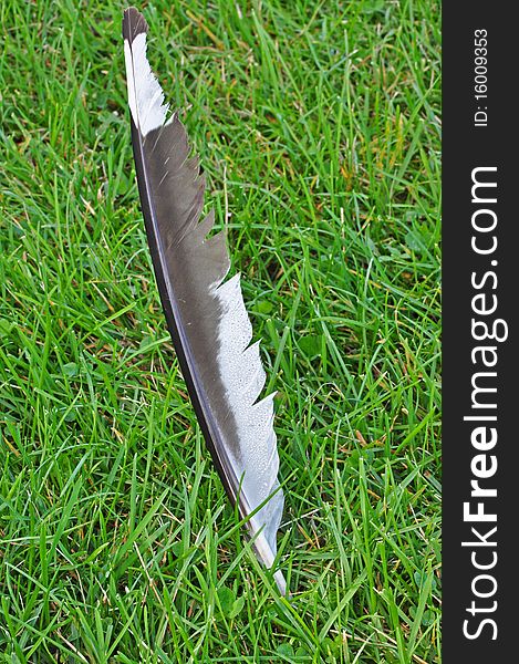 Solitary seagull feather with dew resting in a field of grass