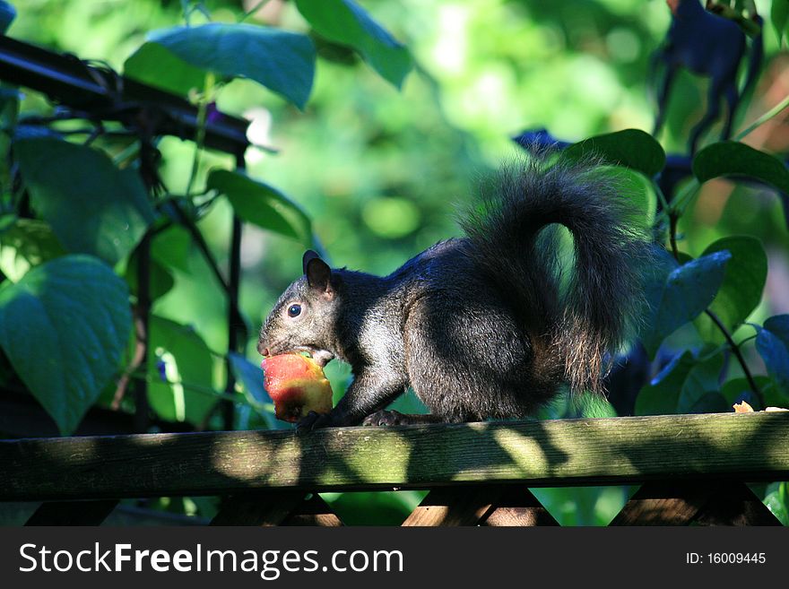 The squirrel eating the peach on the fence. The squirrel eating the peach on the fence