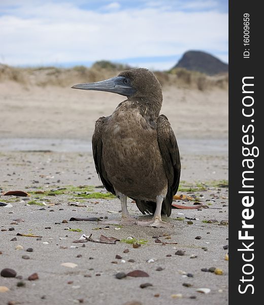 Brown Boobie, Sula leucogaster, on beach in Mexico. Brown Boobie, Sula leucogaster, on beach in Mexico