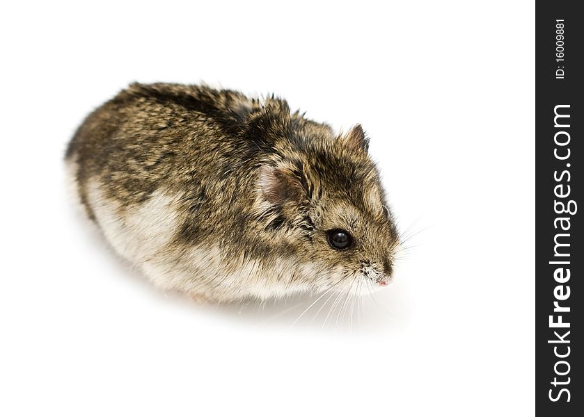 Dwarf hamster isolated on white