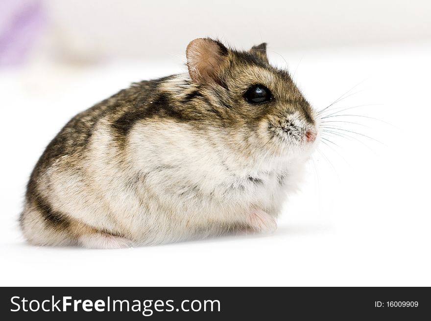 Dwarf hamster on neutral background