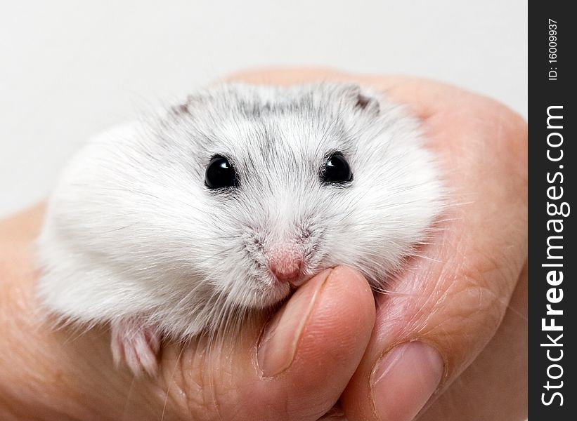 White dwarf hamster in a human hand