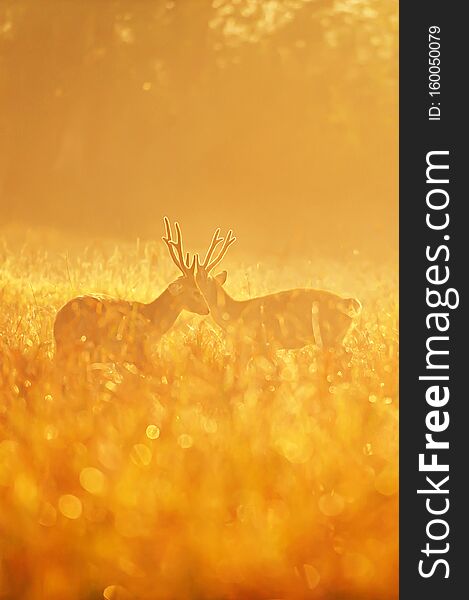 Two males Hog Deer fight for mating rituals