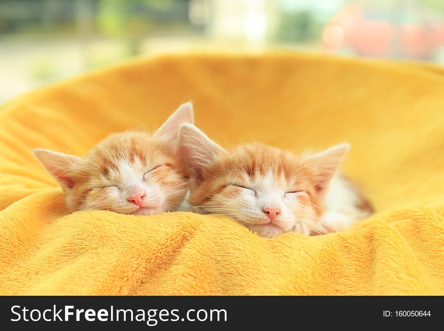 Cute little kittens sleeping on blanket