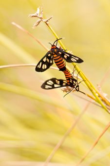Insect Mating Stock Images