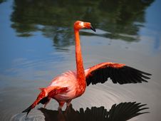 Pink Flamingo Streching Royalty Free Stock Photography Pink Flamingo Streching Royalty Free Stock Photography