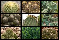 Cactus Collage Royalty Free Stock Photos Cactus Collage Royalty Free Stock Photos