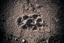 Animal Footprint Stock Photos