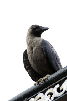 Jungle Crow (Corvus Macrorhynchos) Stock Photos