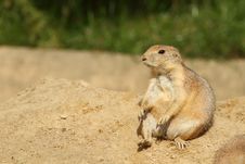 Cute Little Prairie Dog Sitting On A Hill Royalty Free Stock Images
