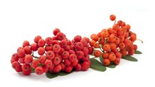 Bunch Ofred Rowan Royalty Free Stock Photo Bunch Ofred Rowan Royalty Free Stock Photo