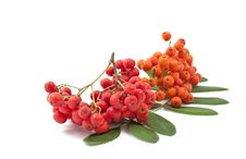 Bunch Of Red Rowan Stock Images Bunch Of Red Rowan Stock Images