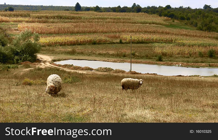 Rural landscape. Sheep graze in a meadow