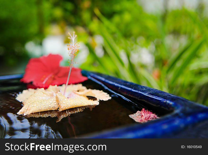 Exotic flower with drops on water closeup and green background