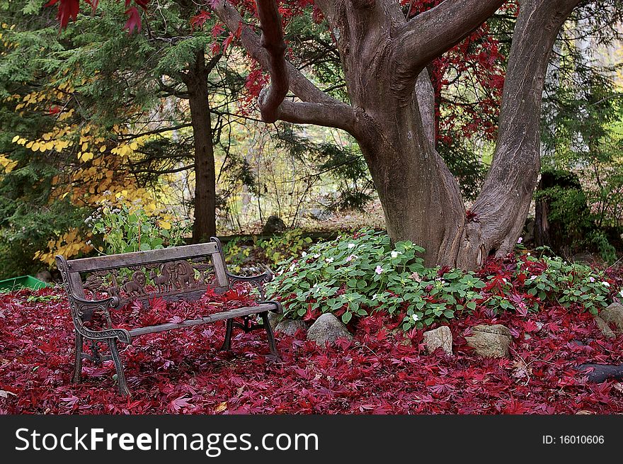 Bench Beneath a Red Maple Tree in Autumn. Bench Beneath a Red Maple Tree in Autumn