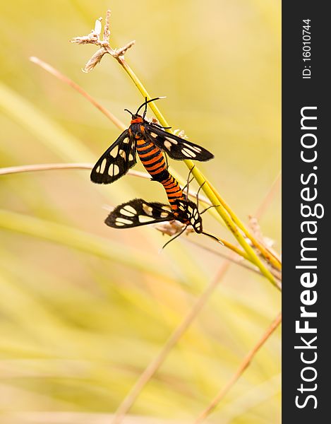 The Mating Season of Tiger Moths. The Mating Season of Tiger Moths