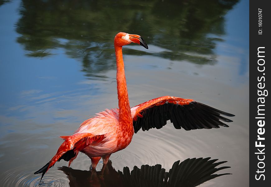 Pink flamingo streching his wings side view