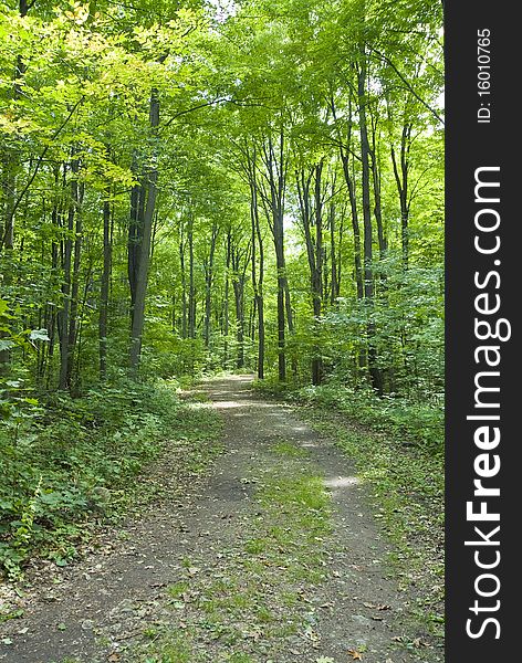 A hiking/walking path in the woods. A hiking/walking path in the woods.